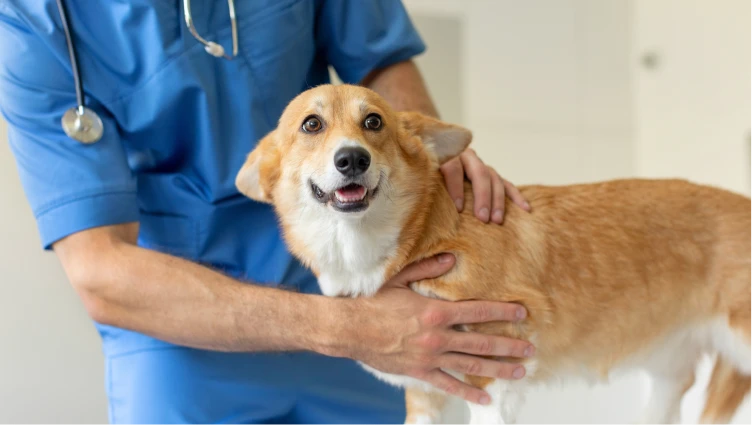 Chien vétérinaire